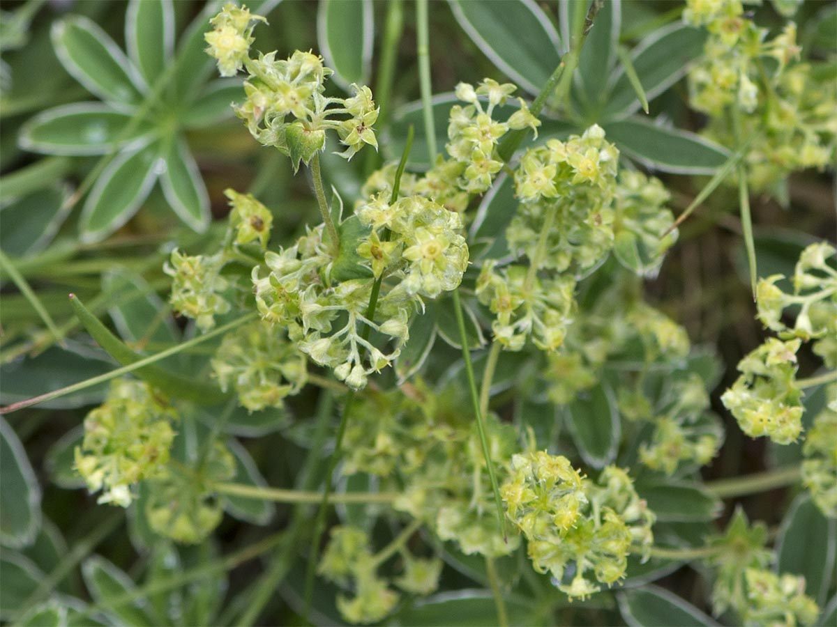 Alchemilla alpina